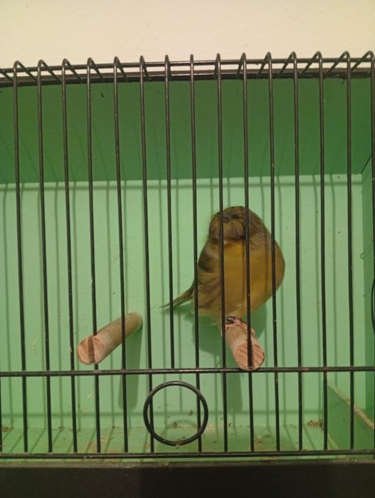 Vendo casais de canários glostrs