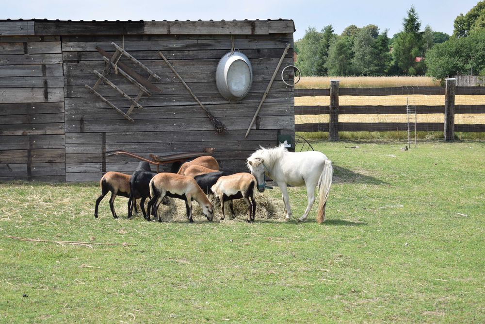 Leśny Zakątek Uroczysko domek na wynajem balia sauna basen wi fi