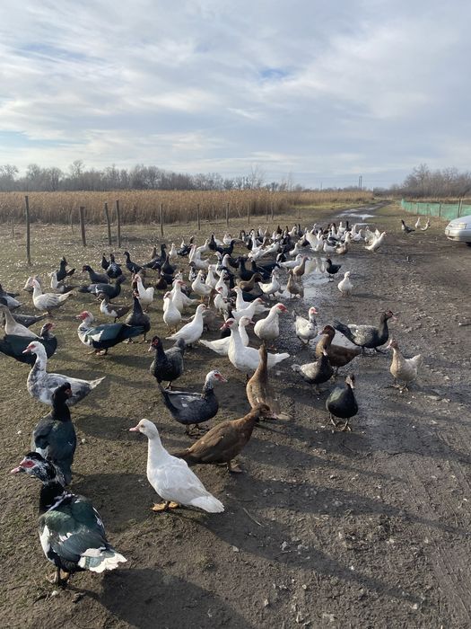 Мускусна качка (індокачка) живою вагою