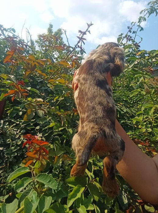 Довгошерстний мерле красень.