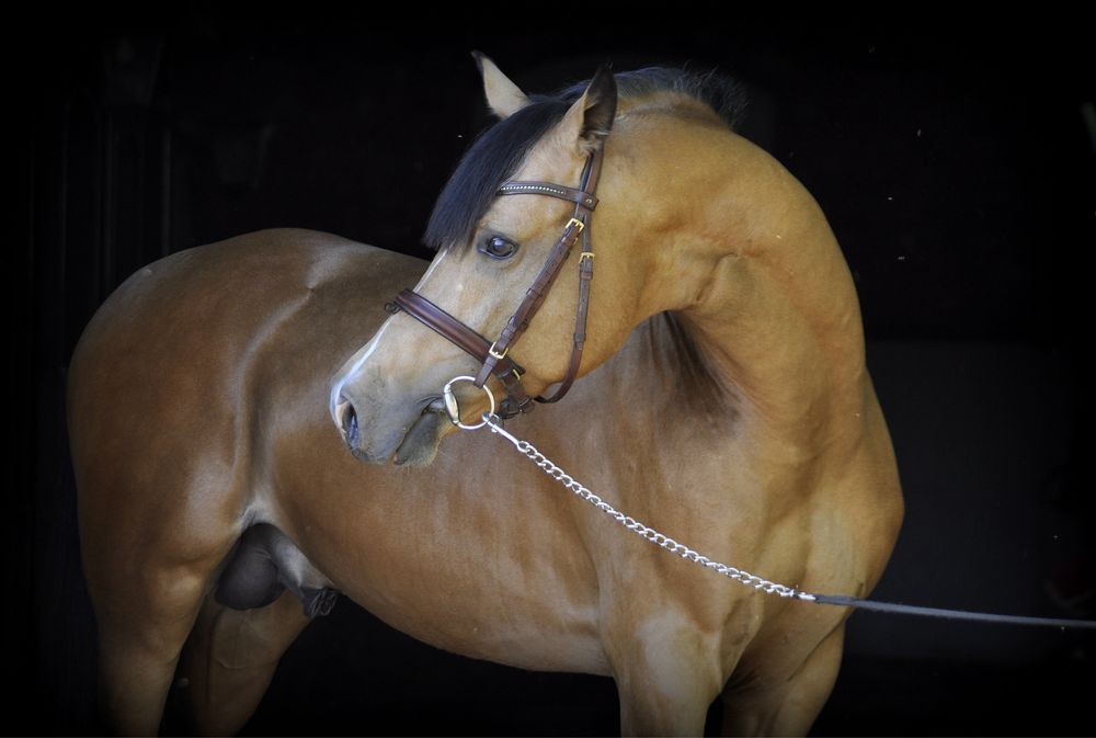 Zloty Attila  kuc DRP 145 cm