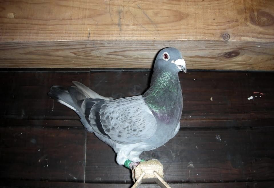 Gołębie z obrączkami i bez - tanio od Gołębiarza, Mława
