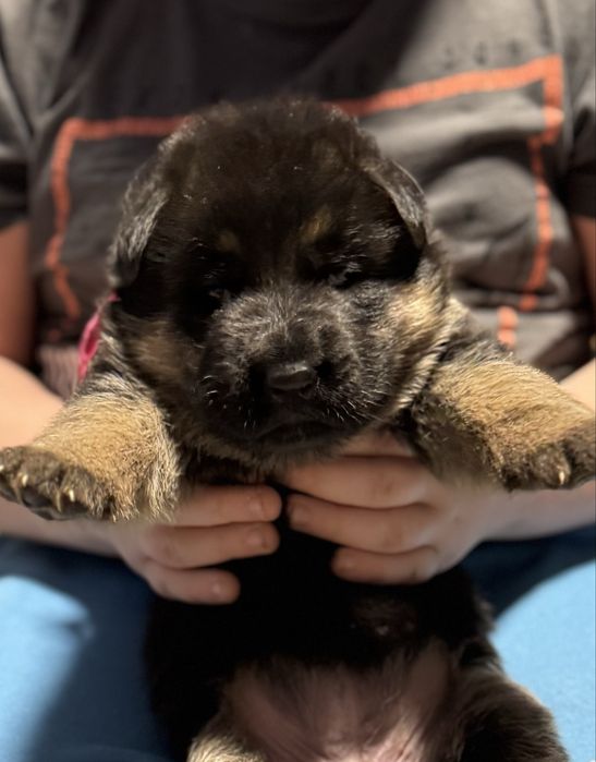 Owczarek niemiecki FCI