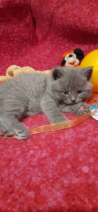 Британські кошенята