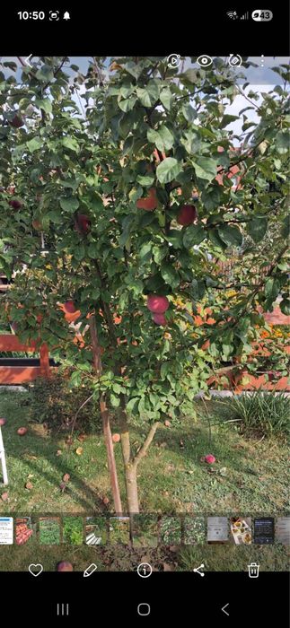 Ogrodek dzialkowy Kepno