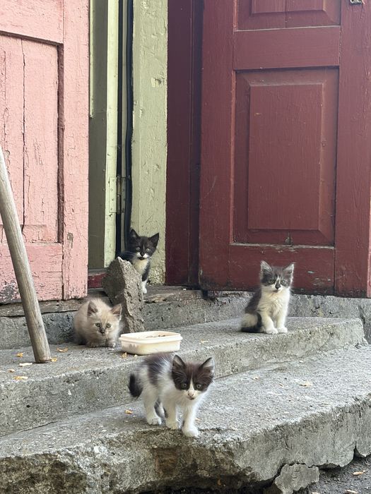 Віддамо кошенят в добрі руки