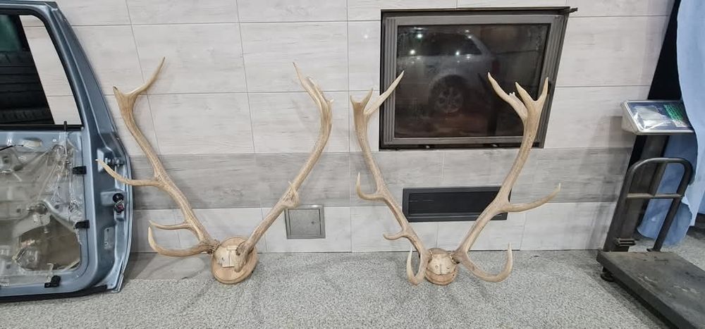 (MOŻLIWOŚĆ ZAMIANY) Poroża jelenia wieńce zrzuty rogi