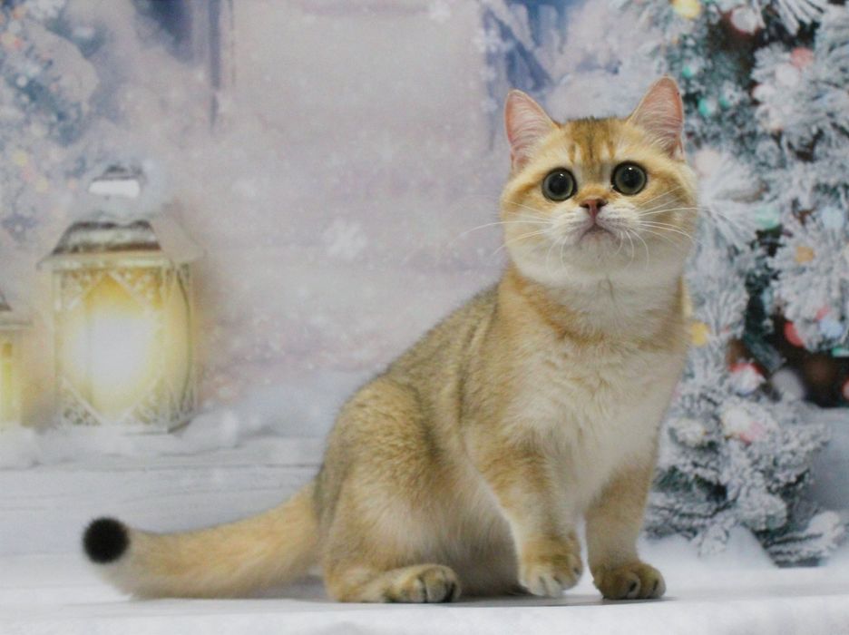 Золота британочка Умма шукає матусю