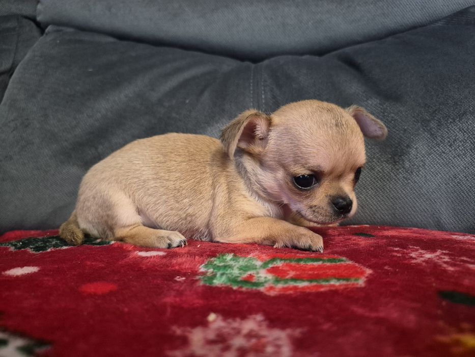 Chihuahua miniatureczka biszkoptowa dziewczynka z rodowodem