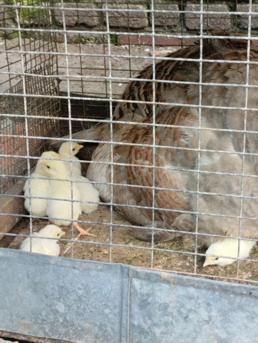 Продам ідичат жовтих