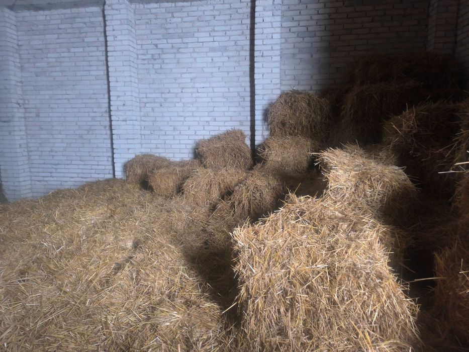 Słoma owsiana kostka