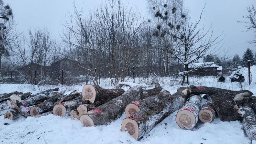 Sprzedam drewno opałowe klon jesionolistny