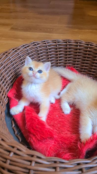 Самые красивые золотые шиншиллы