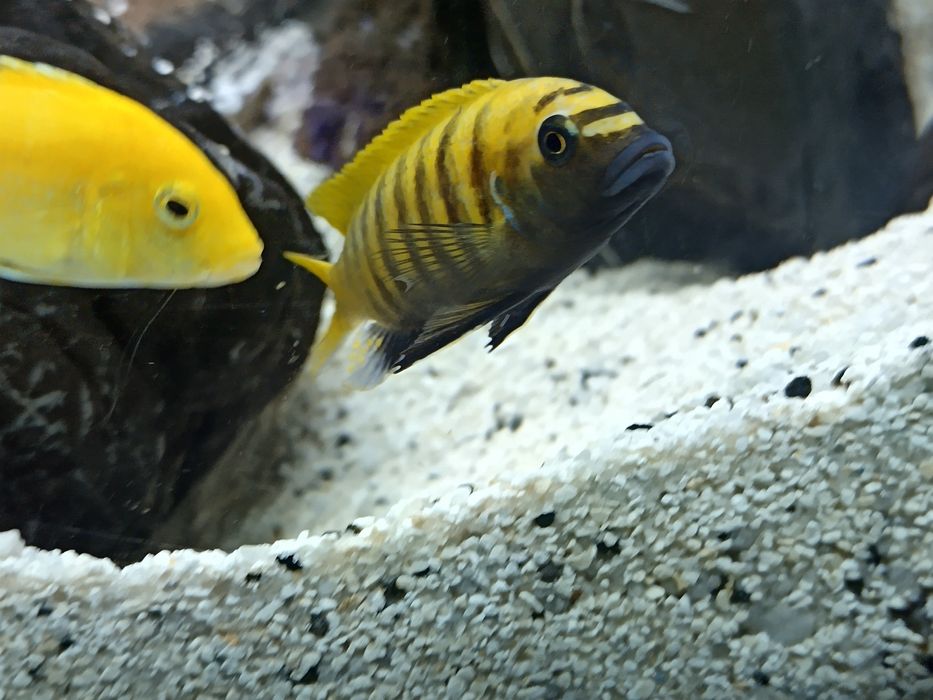 Casal zebra gold kawanga