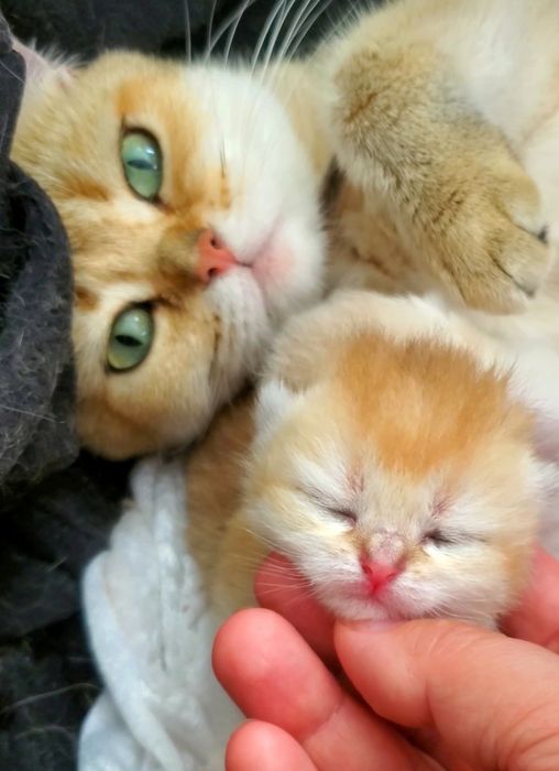 Ручные и мега ласковые котята. Котики золотая шиншилла.