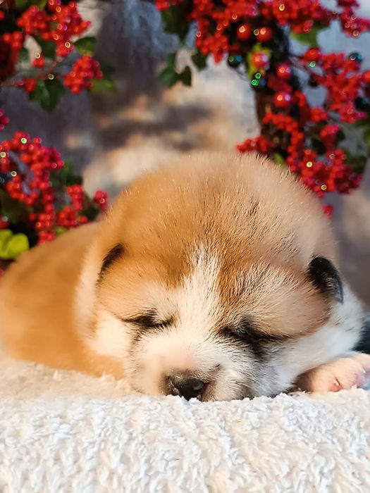 Szczenię Akita Inu FCI