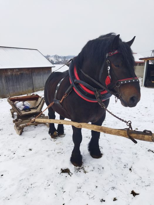 Sprzedam Ogiereka na 4 roku