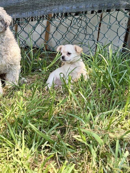 Chihuahua pelo longo com LOP