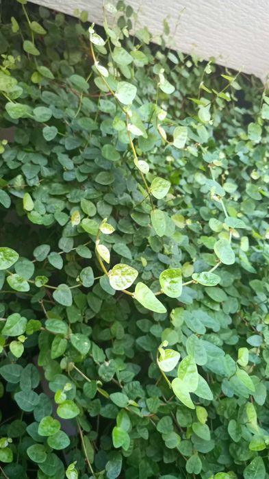 Фикус крошечный (Ficus pumila) - свежесрез / взрослое растение