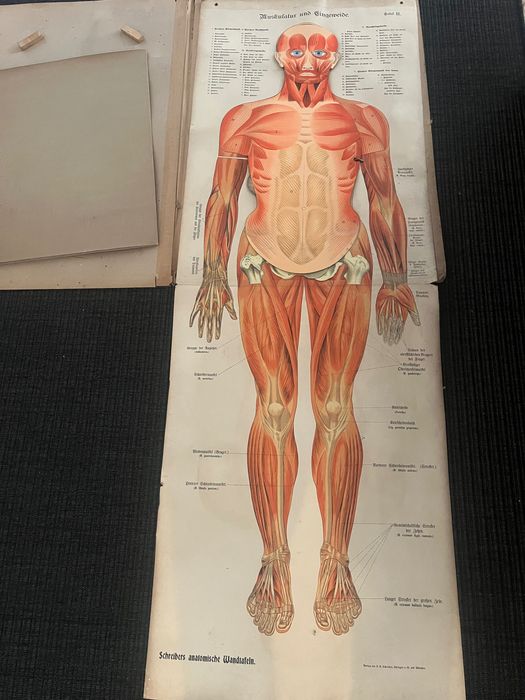 Tablice anatomiczne. Antyk. Schreibers Anatomische Wandtafel..