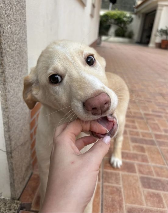 Bebé para adoção responsável