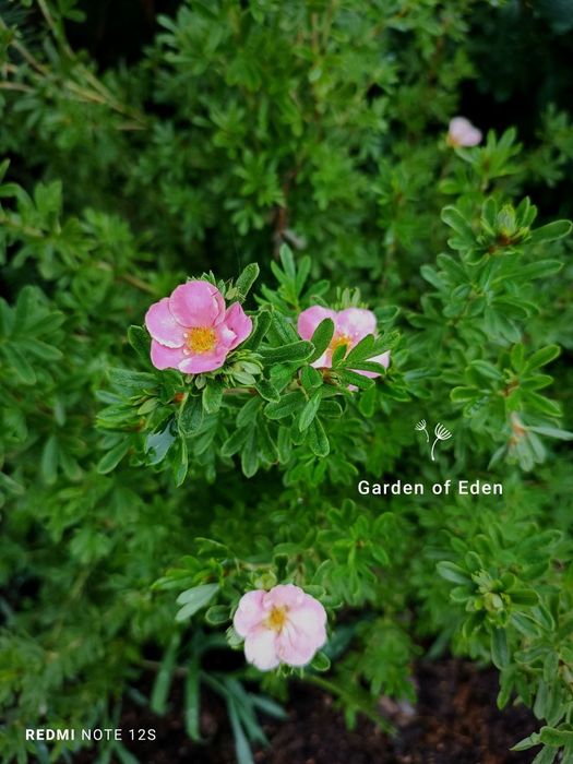 Декоративные растения. Кустарники. Плодовое