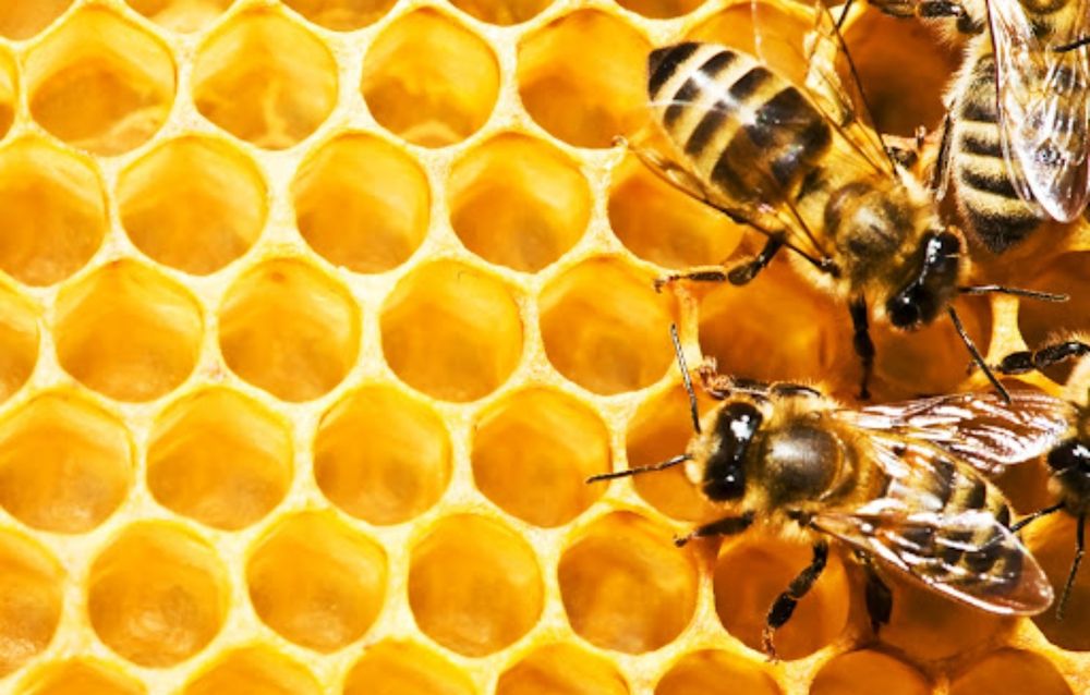 Продаются пчелосемьи