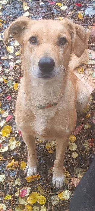 Собачки ищут дом