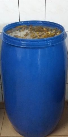 Ogórki kiszone, ilości hurtowe