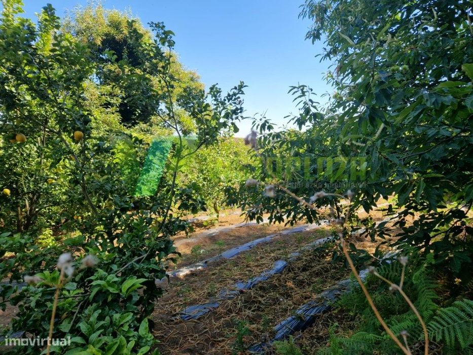 Terreno Rústico em Monchique com 1960 m2