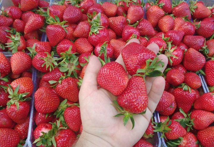 Саджанці у касеті великоплідної полуниці