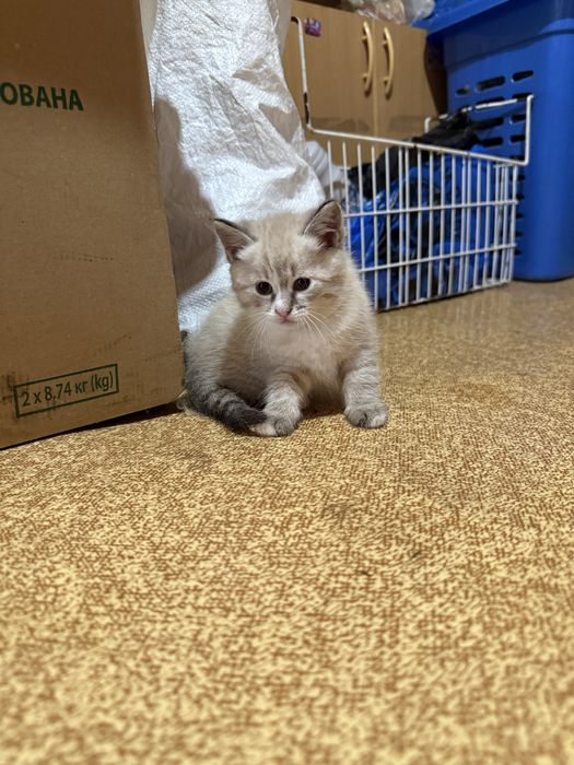 Котенята породисті