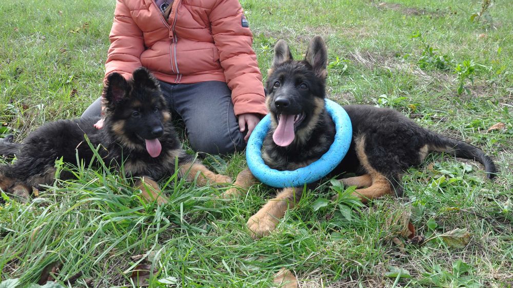 Цуценята німецької вівчарки KIRA-DOG довгошерсті та середньошерсті
