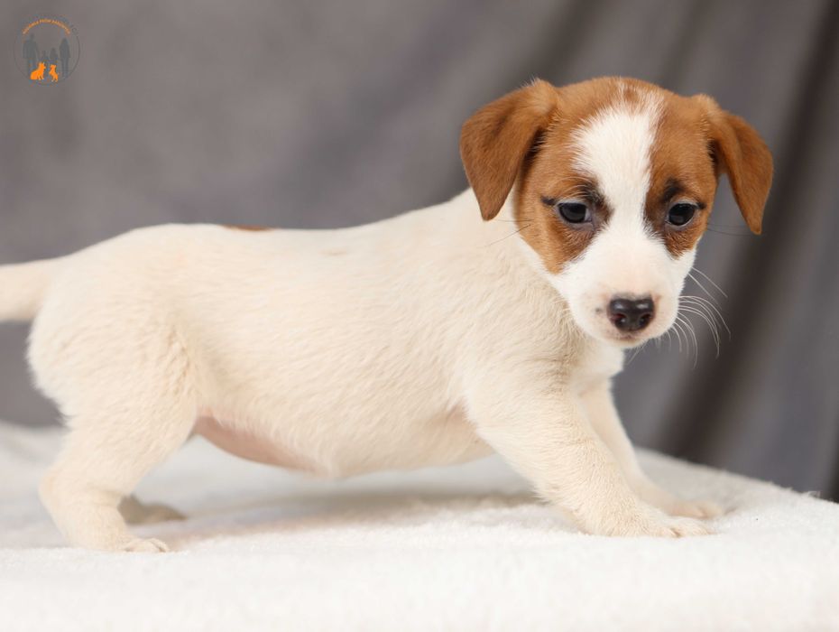Jack Russell Terrier ZKwP FCI w.krótki rezerwacja