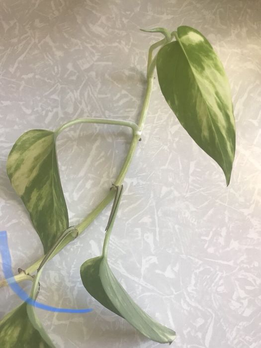 Эпипремнум филодендрон лиана