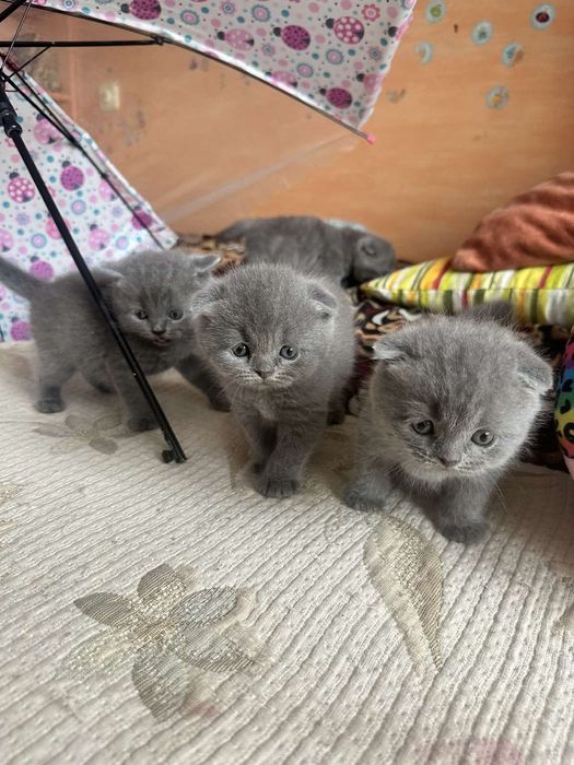 Чистокровные британцы