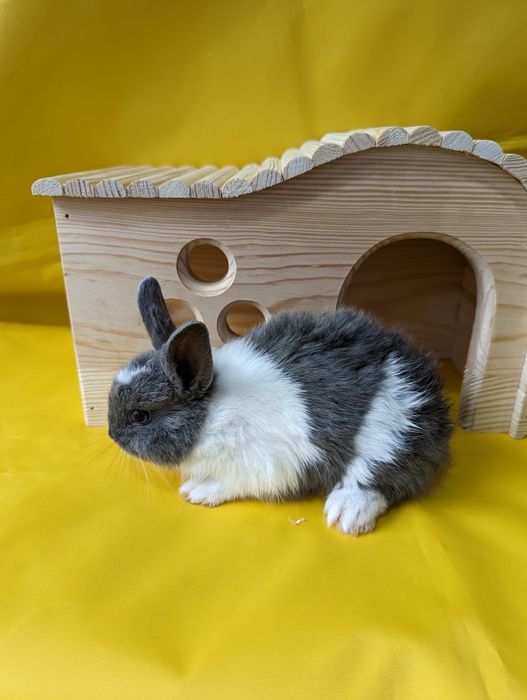 Кролик карликовий