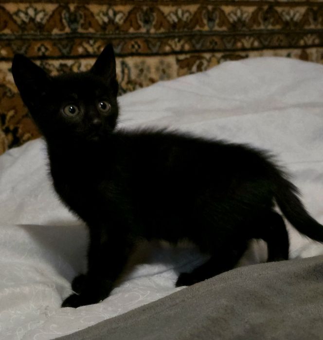 Отдам котят в хорошие руки