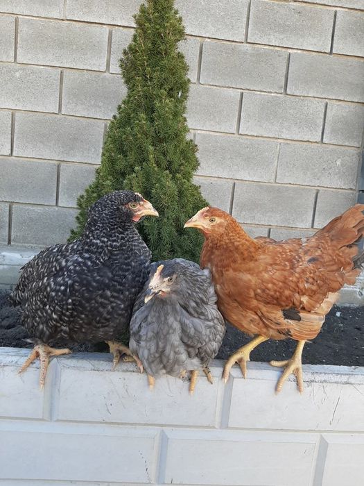 Несучки кури чеський домінант 5,5 місяців