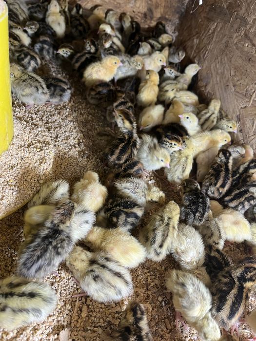 Przepiórki  pisklaki