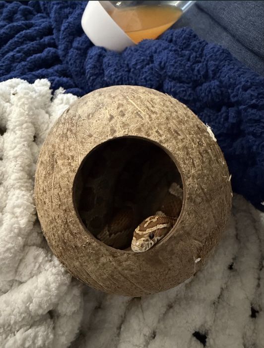 Terrarium 2w1 + wąż zbozowy