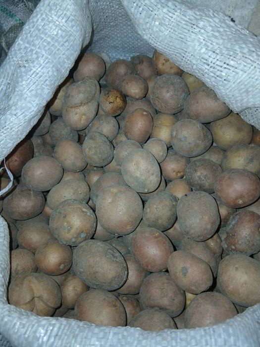 Дрібна картопля 15 відер