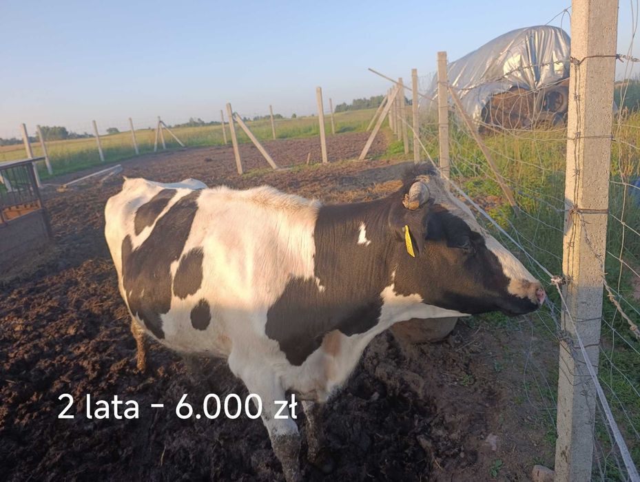 Sprzedam jałówki do zacielenia