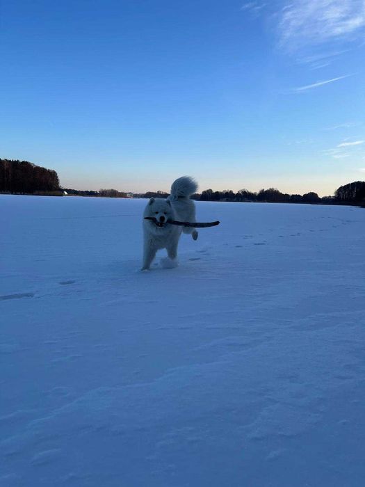 Samoyed - puchaty niedzwiadek