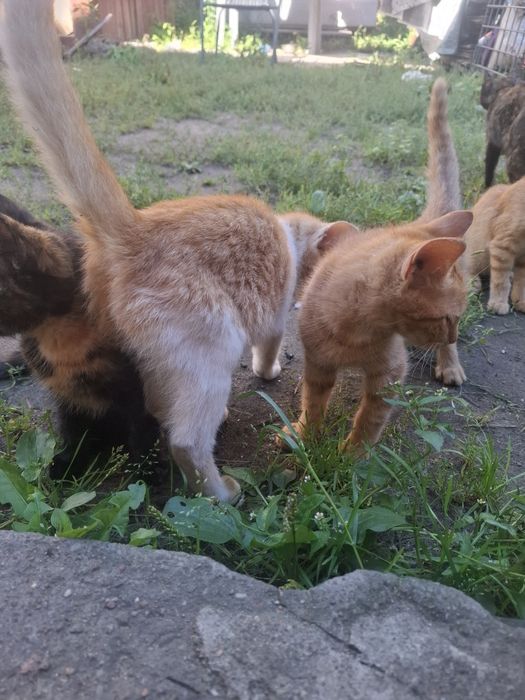 Oddam koty za darmo .