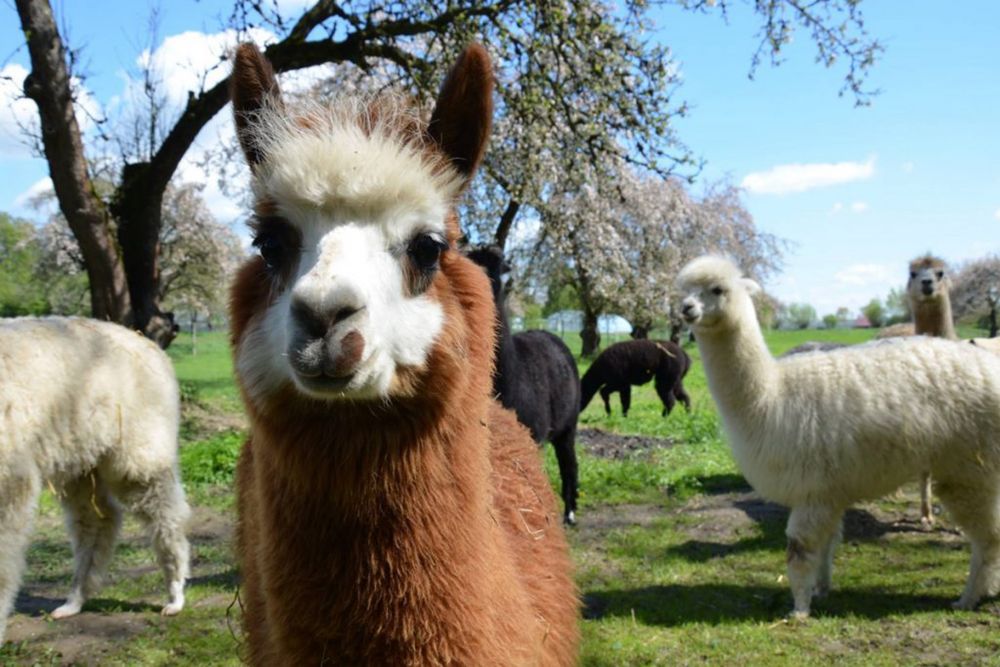 Domek wakacyjny blisko Jeziora