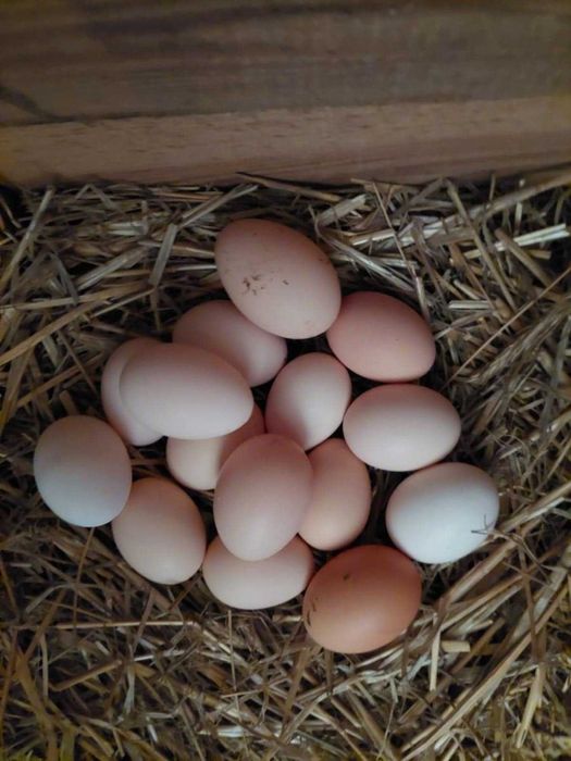 Jajka - wiejskie, świeże, duże