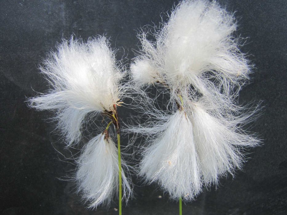 Rośliny wodne, rośliny przybrzeżne, Kamieńsk  lesiakowski.pl