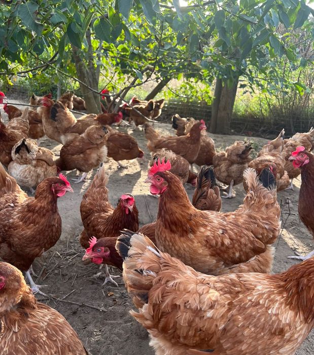 Jajka, jaja wiejskie 1,10 zł od kur z wolnego wybiegu