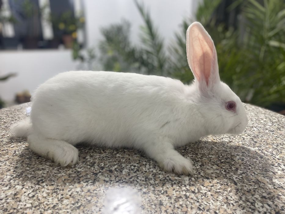 Породисті Білі Кролики Паннон та Міні-кролик з Блакитними Очима